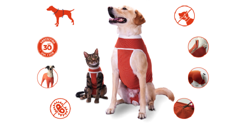 Protegido: CopperBody en la práctica clínica con experiencias reales y valor para el veterinario