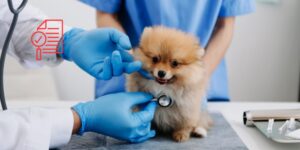 El RVC lanza una nueva opción terapéutica para perros con enfermedad degenerativa de la válvula mitral