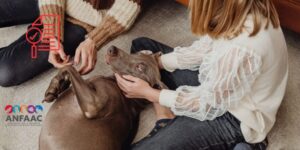 España supera los 20 millones de mascotas y consolida el peso del sector de los animales de compañía