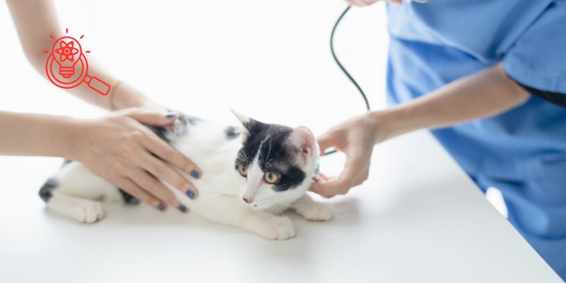 Dolor y manejo analgésico en gatos, claves clínicas de una nueva colección científica en acceso abierto