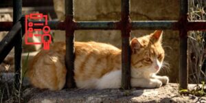 Protegido: Colonias felinas y la financiación que nunca llega a los municipios