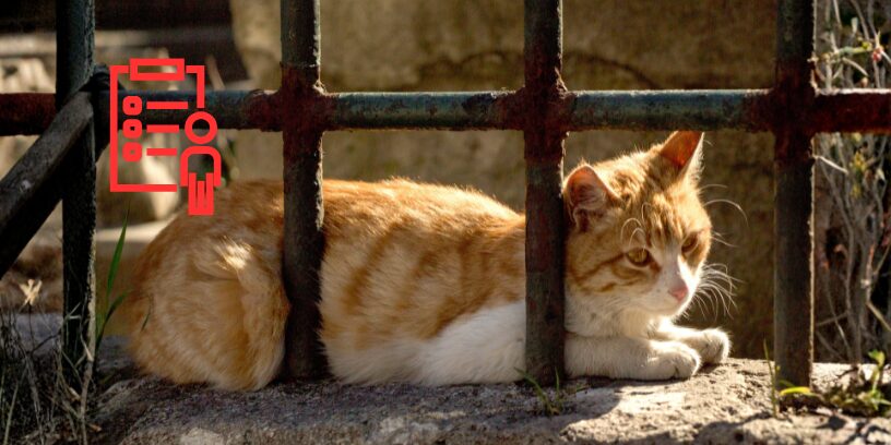 Protegido: Colonias felinas y la financiación que nunca llega a los municipios