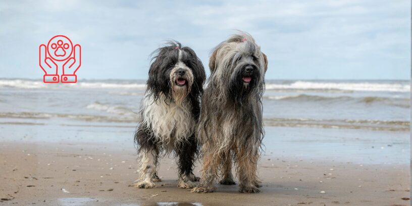 Día Mundial de la Esterilización Animal y el debate actual sobre su indicación en perros y gatos