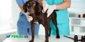 FESVET solicita la derogación del Real Decreto 666/2023 y presenta alegaciones al proyecto de modificación