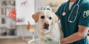 Un estudio define umbrales objetivos de sedación para realizar radiografías ortopédicas sin sujeción en perros