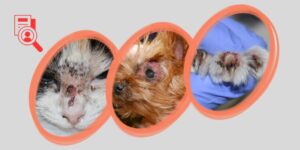 Dermatofitosis en perros y gatos: epidemiología, diagnóstico clínico y manejo terapéutico con enfoque zoonótico