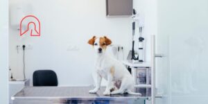 Efecto túnel en veterinaria, cuando el primer diagnóstico condiciona la toma de decisiones clínicas