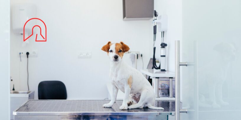 Efecto túnel en veterinaria, cuando el primer diagnóstico condiciona la toma de decisiones clínicas