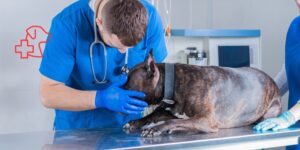 Hiperkalemia en perros y gatos, y cuándo derivar un paciente crítico desde la clínica veterinaria