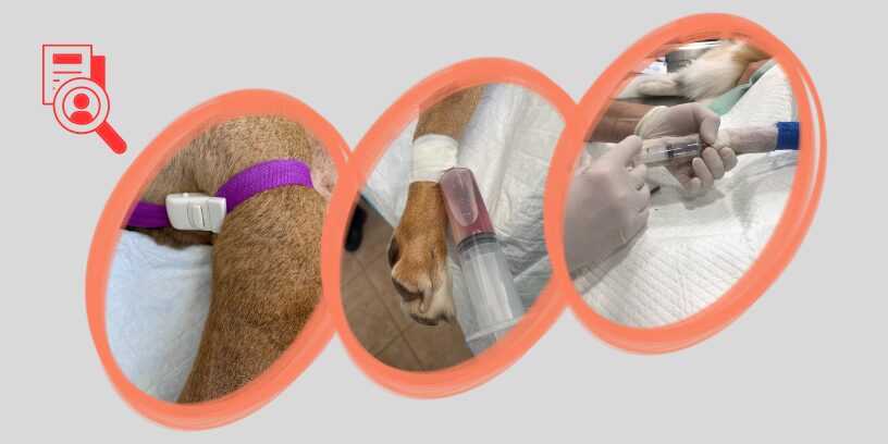 Perfusión regional endovenosa periférica (PREP): una herramienta  infrautilizada en el manejo de infecciones ortopédicas en pequeños  animales