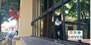 El Colegio de Veterinarios de Castellón lanza el primer curso integral de gestión de colonias felinas para veterinarios clínicos