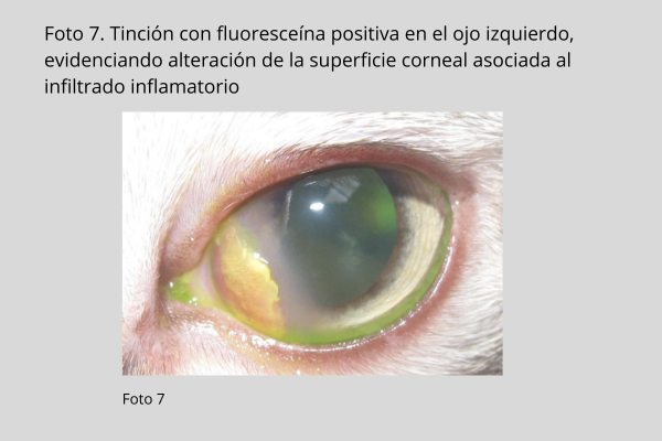 Queratitis eosinofílica en gatos