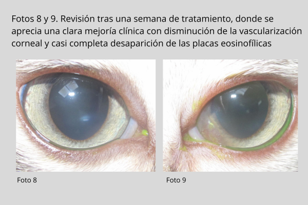 Queratitis eosinofílica en gatos