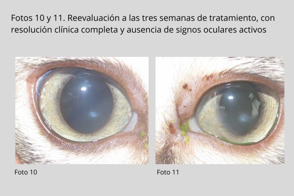 Queratitis eosinofílica en gatos
