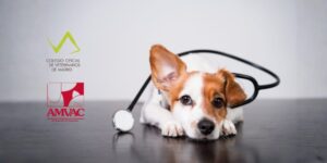 COLVEMA y AMVAC presentarán en Iberzoo Propet un plan para mejorar las condiciones laborales del sector clínico de animales de compañía