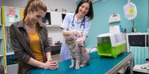 Variabilidad global en el manejo del dolor en gatos según una encuesta a más de dos mil veterinarios