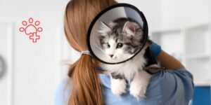 Dos casos felinos complejos resueltos mediante un abordaje multidisciplinar