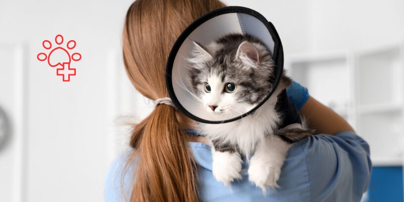 Dos casos felinos complejos resueltos mediante un abordaje multidisciplinar