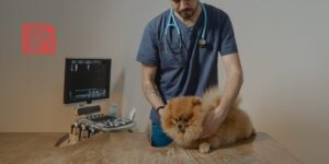 Evaluación práctica del riesgo anestésico en perros con enfermedad mitral