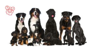 ¿Son todos los perros animales de compañía? Reflexiones jurídicas sobre la normativa europea y su encaje en el ordenamiento español
