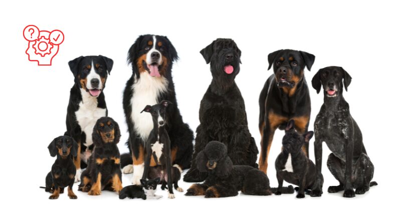 ¿Son todos los perros animales de compañía? Reflexiones jurídicas sobre la normativa europea y su encaje en el ordenamiento español