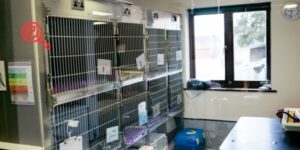 Contaminación bacteriana en teléfonos y dispositivos portátiles en hospitales veterinarios