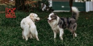 La enteropatía crónica en perros y su posible relación con el estado emocional del paciente
