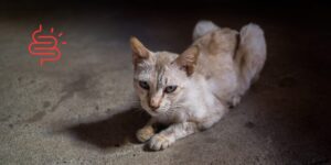 La barrera intestinal del gato geriátrico se altera con la edad