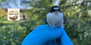 Zoonosis urbanas: el papel de la clínica veterinaria ante el nuevo escenario que revela ZOO-CaLM