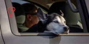 El papel del veterinario en el acompañamiento emocional al tutor al final de la vida del animal