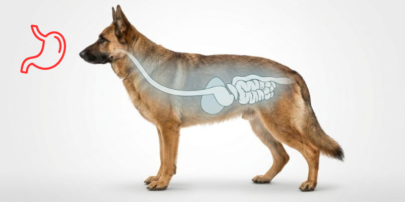 protectores gástricos perros y gatos