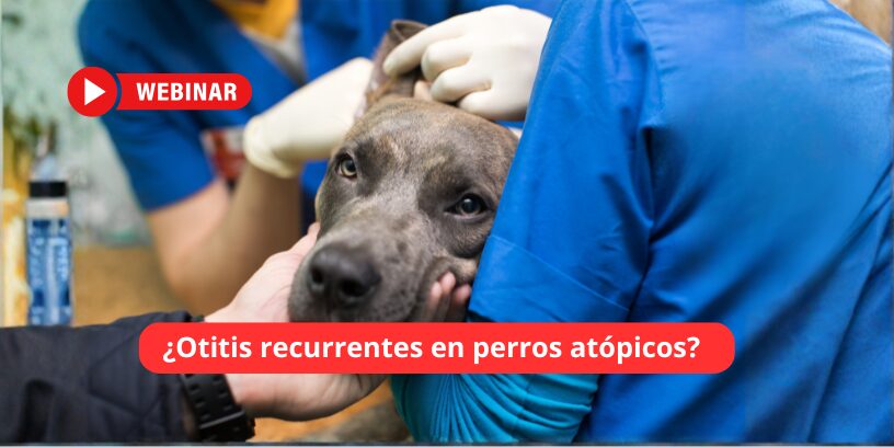 Abierta la inscripción al webinar gratuito sobre otitis recurrentes en perros atópicos del 3 de junio