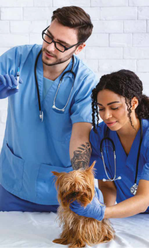 Enfermería veterinaria