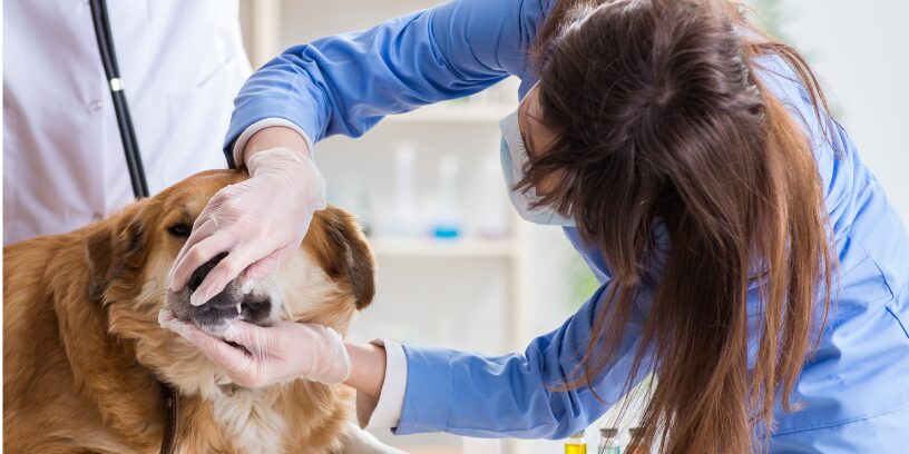 Del auxiliar al profesional reconocido, el reto pendiente de la enfermería veterinaria en España