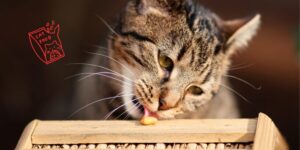 Conducta alimentaria en gatos y claves para interpretar el rechazo al alimento