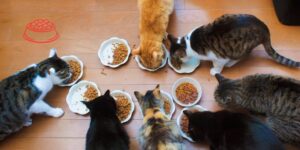 Los piensos sin cereales para gatos adultos contienen más creatina y creatinina que las que incluyen cereales
