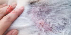 Las limitaciones económicas pueden condicionar las decisiones clínicas en perros con dermatitis atópica