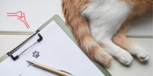 Seis preguntas para identificar en consulta el dolor articular en gatos