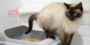El uso de la bandeja de arena no siempre refleja el bienestar del gato