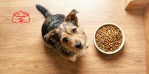 Insectos como alternativa para la alimentación en perros