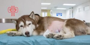 Lesión renal aguda perioperatoria tras la esterilización programada