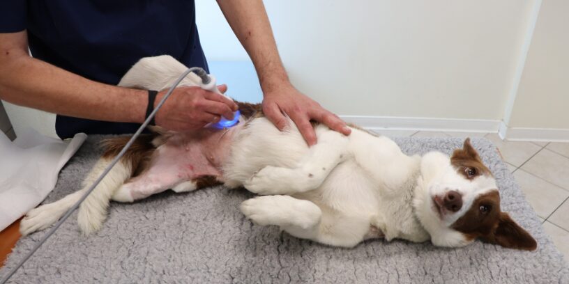 Nuevas opciones terapéuticas en veterinaria
