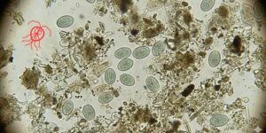 Eficacia del omeprazol frente a giardiasis felina