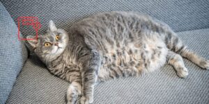 La prevención de la obesidad felina debe empezar pronto y mirar más allá de la ración
