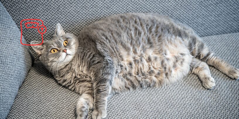La prevención de la obesidad felina debe empezar pronto y mirar más allá de la ración
