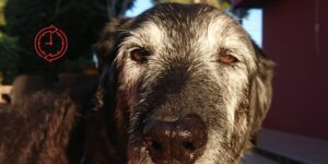 El Dog Aging Project convierte la vida cotidiana del perro en una fuente de investigación clínica