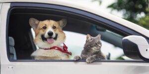 ¿Está estresado tu perro o gato? 5 pasos para identificar el malestar emocional en tu mascota y ayudarlo