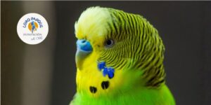 Alimentación de loros granívoros pequeños según especie, época del año y estado fisiológico