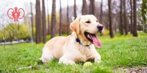 La suplementación con Enterococcus lactis SF68 se asocia a cambios en la microbiota intestinal y a la reducción de SDMA e indoxil sulfato en perros con enfermedad renal crónica