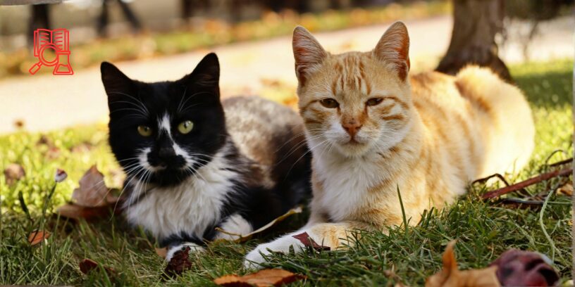 Eficacia de la N-acetilcisteína intravenosa en el manejo de exacerbaciones agudas de la enfermedad renal crónica felina